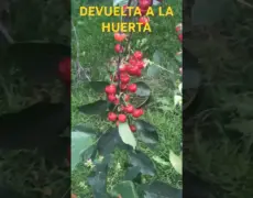 Descubre la dulce tradición del Día de las Cerezas en Suecia: Festivales y degustaciones en julio