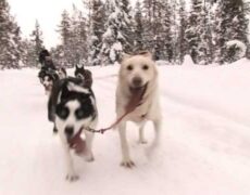Descubre la aventura de un emocionante paseo en trineo tirado por perros en Suecia