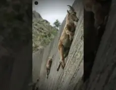 Descubre la magia de un safari de vida silvestre en Suecia: ¡Una aventura emocionante que no te puedes perder!