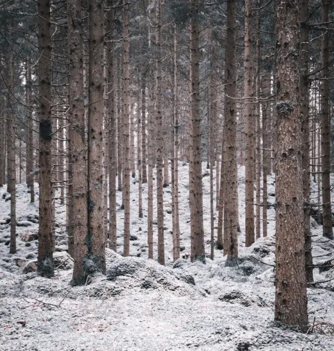 brown trees on white snow covered ground during daytime